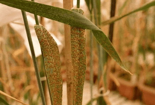 Plant Diseases | Famous Books for UPSC Exam (Summary & Tests)