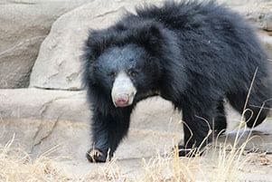 Sloth bears