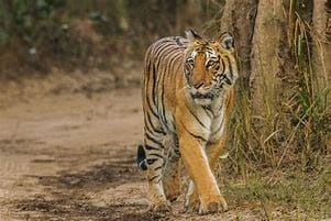 Tiger Sightings in Buxa National Park