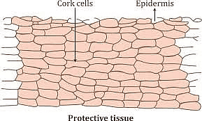 Plant Tissue | Famous Books for UPSC Exam (Summary & Tests)