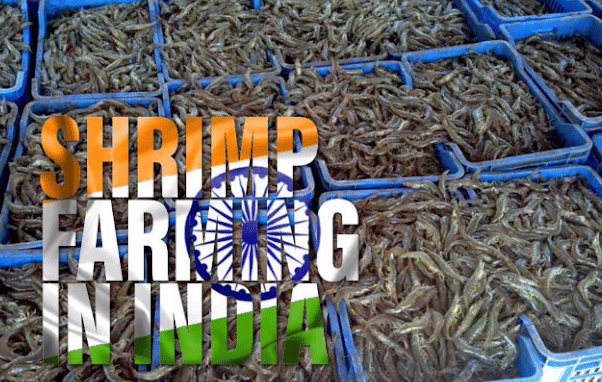 Prawn Aquaculture in India