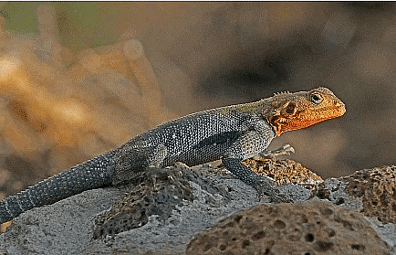 Environment and Ecology (पर्यावरण और पारिस्थितिकी): August 2022 UPSC Current Affairs | पर्यावरण (Environment) for UPSC CSE in Hindi