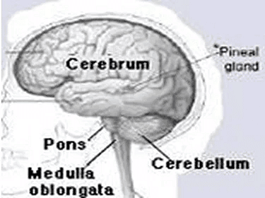 Nervous System | Famous Books for UPSC Exam (Summary & Tests)