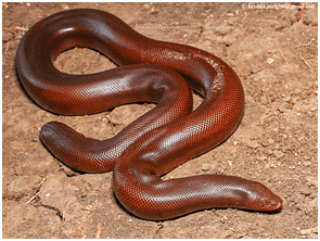 What are the Key Facts About Red Sand Boa?