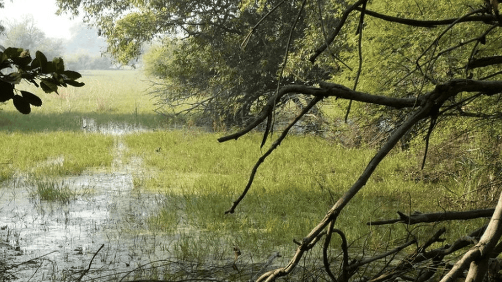 Environment and Ecology: September 2024 UPSC Current Affairs | Environment for UPSC CSE