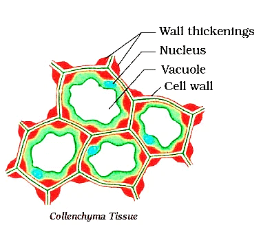 Plant Tissue | Famous Books for UPSC Exam (Summary & Tests)