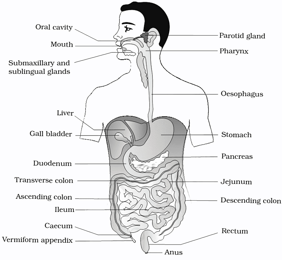 Human Digestive System | Famous Books for UPSC Exam (Summary & Tests)
