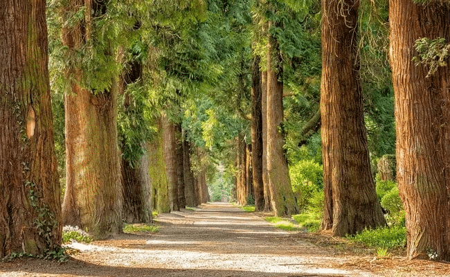Environment & Ecology - 4 | Current Affairs & Hindu Analysis: Daily, Weekly & Monthly - UPSC