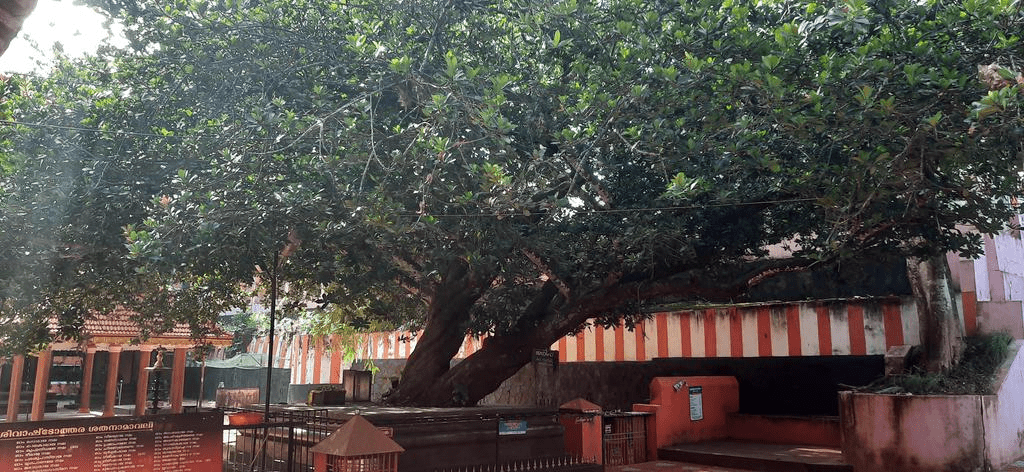 Madhuca diplostemonous