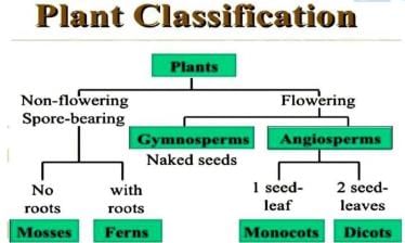 Shankar IAS Summary: Plant Diversity Of India- 1 | Famous Books for UPSC Exam (Summary & Tests)