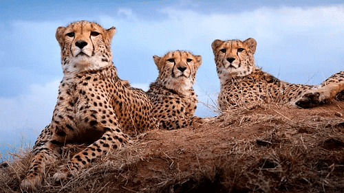 Environment & Ecology - 3 | Current Affairs & Hindu Analysis: Daily, Weekly & Monthly - UPSC