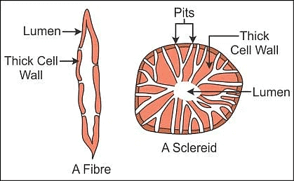 Plant Tissue | Famous Books for UPSC Exam (Summary & Tests)