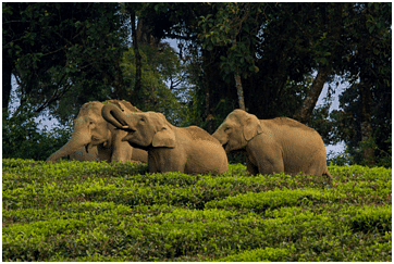 Environment and Ecology: April 2024 UPSC Current Affairs | Current Affairs & Hindu Analysis: Daily, Weekly & Monthly