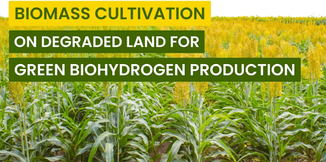 Harnessing Biomass Cultivation on Degraded Land