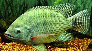 Environment and Ecology: October 2023 UPSC Current Affairs | Current Affairs & Hindu Analysis: Daily, Weekly & Monthly