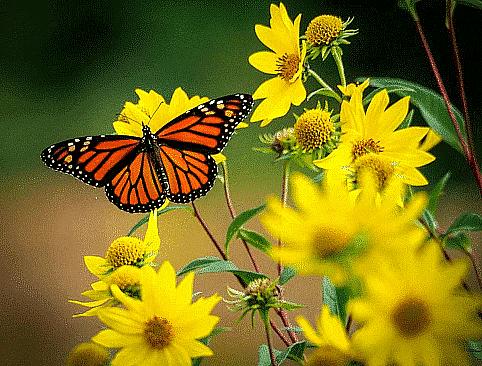 Environment and Ecology (पर्यावरण और पारिस्थितिकी): July 2022 UPSC Current Affairs | पर्यावरण (Environment) for UPSC CSE in Hindi