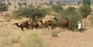 Sheep in Rajasthan | RPSC Preparation: All subjects - RPSC RAS (Rajasthan)