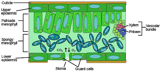 Plant Tissue | Famous Books for UPSC Exam (Summary & Tests)