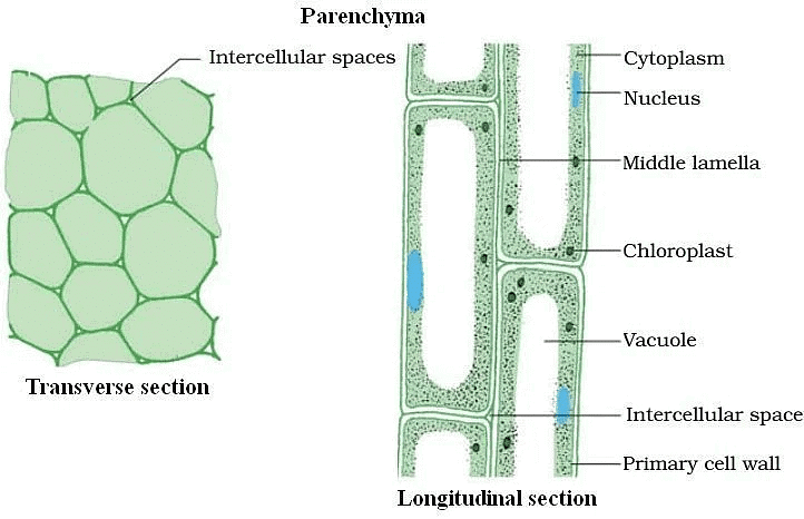 Plant Tissue | Famous Books for UPSC Exam (Summary & Tests)