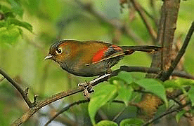 Singchung Bugun Village Community Reserve