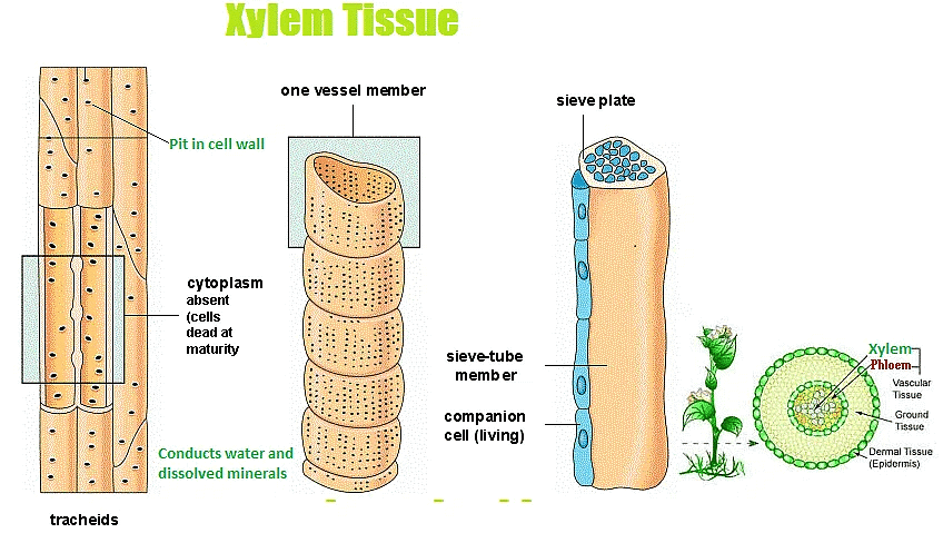 Plant Tissue | Famous Books for UPSC Exam (Summary & Tests)