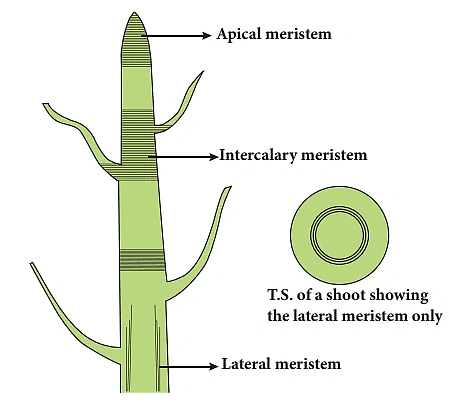 Plant Tissue | Famous Books for UPSC Exam (Summary & Tests)