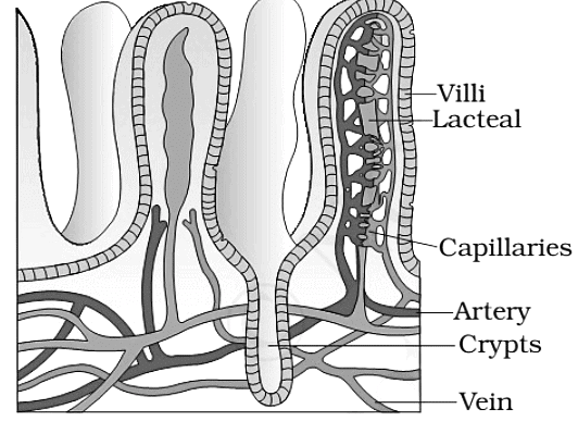 Human Digestive System | Famous Books for UPSC Exam (Summary & Tests)