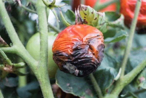 Plant Diseases | Famous Books for UPSC Exam (Summary & Tests)