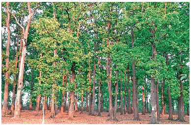 Uttar Pradesh: Vegetation - 1 | Course for UPPSC Preparation - UPPSC (UP)