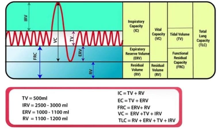 8. Respiratory Capacities