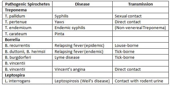 Spirochetes Chapter Notes | Microbiology - NEET PG