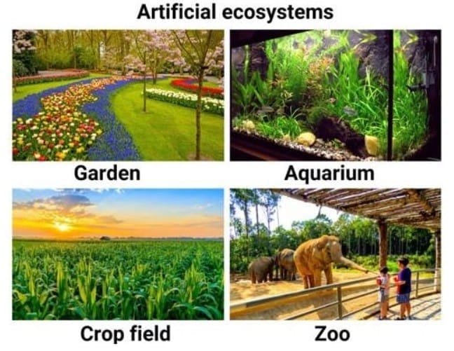 2.3 Man-Made Ecosystems
