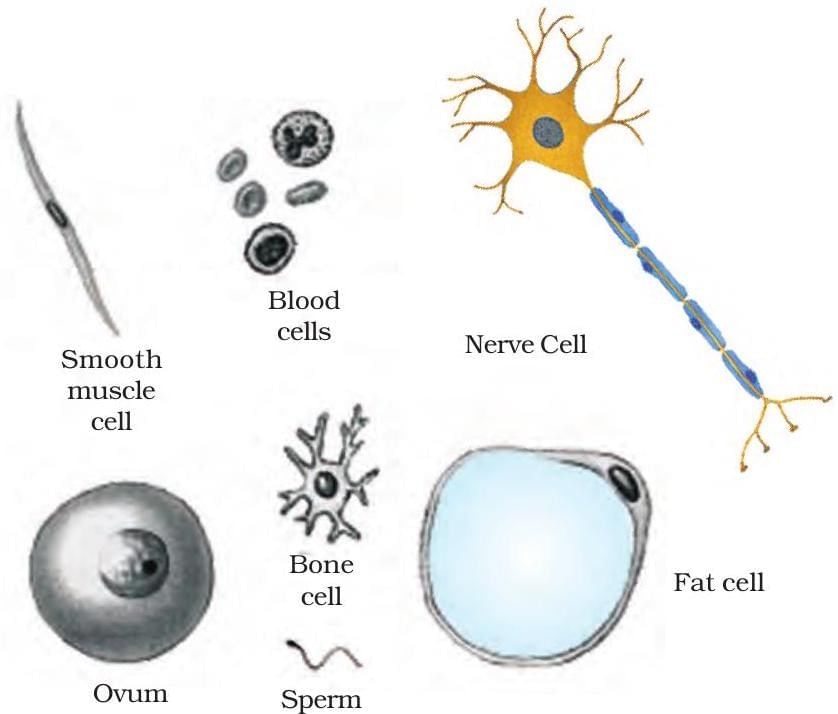 The Fundamental Unit of Life Class 9 Notes Science Chapter 5