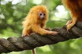 Endangered Animals | General Knowledge for Young Learners - Class 1