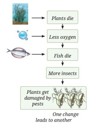 How Nature Works in Harmony Chapter Notes | Chapter Notes For Class 8