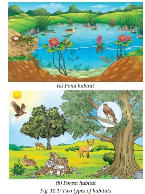 NCERT Based Activity: How Nature Works in Harmony | Science Curiosity Class 8 -  New NCERT