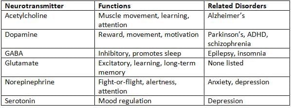 The Neuron and Neural Firing Chapter Notes | AP Psychology - Grade 11