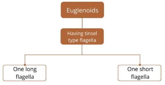 Kingdom Protista: Euglenoids, Slime Moulds & Protozoans | Biology Class 11 - NEET