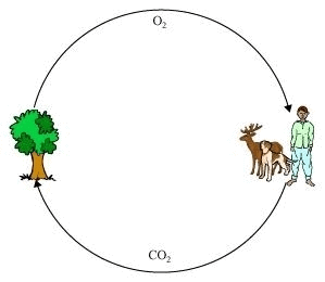 NCERT Solutions for Class 7 Science - Forests- Our Lifeline