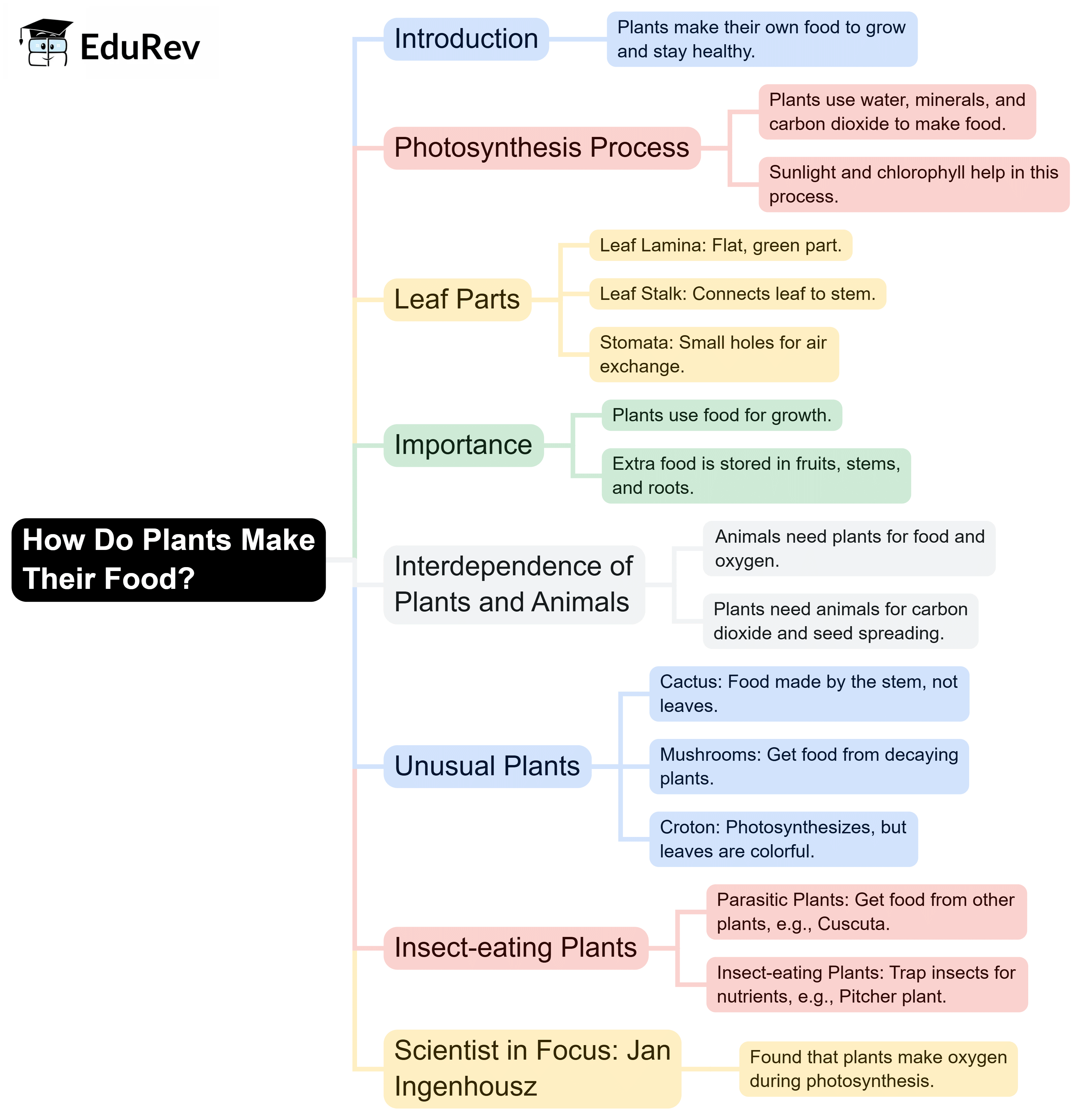 Mind Map: How Do Plants Make Their Food? | Science for Class 4