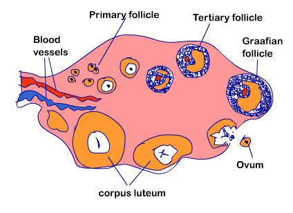 Image showing development of Follicle