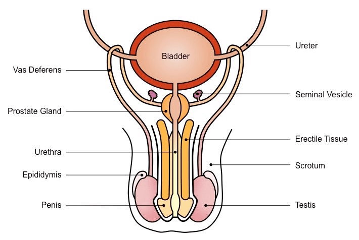 Male Reproductive System