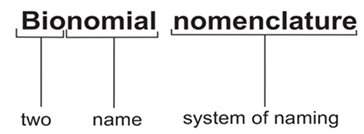 Taxonomy: Identification, Nomenclature & Classification | Biology Class 11 - NEET