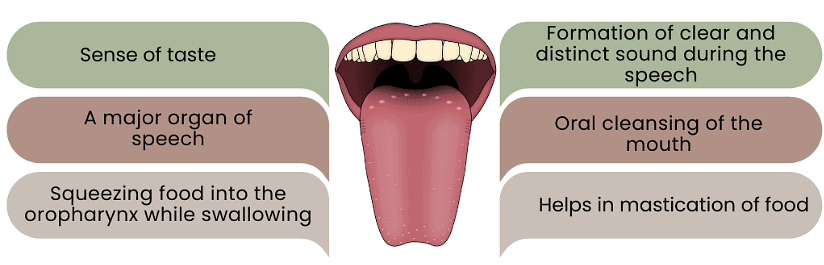 Different Parts of the Buccal Cavity