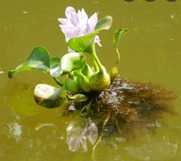 NCERT Exemplars: The Living World - 1 | Biology Class 11 - NEET