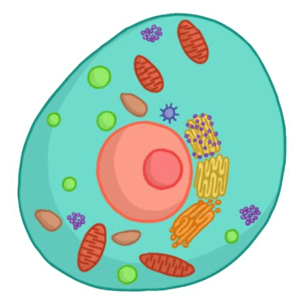 Fundamental Unit of Life - Cell