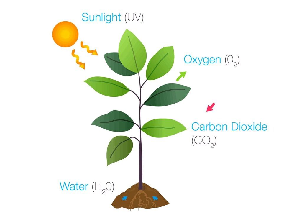 Photosynthesis: Food Making Process in Plants | Science Class 7 (Old NCERT)