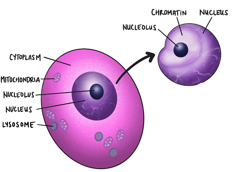 Nucleus