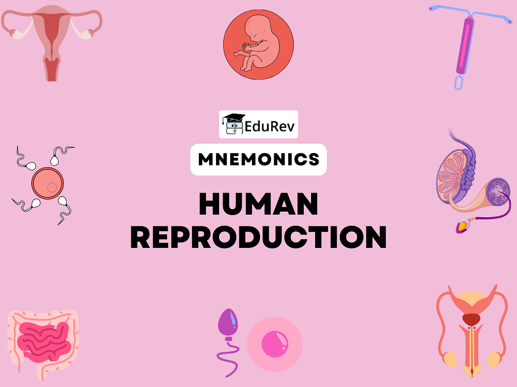 Mnemonics: Human Reproduction | Biology Class 12 - NEET