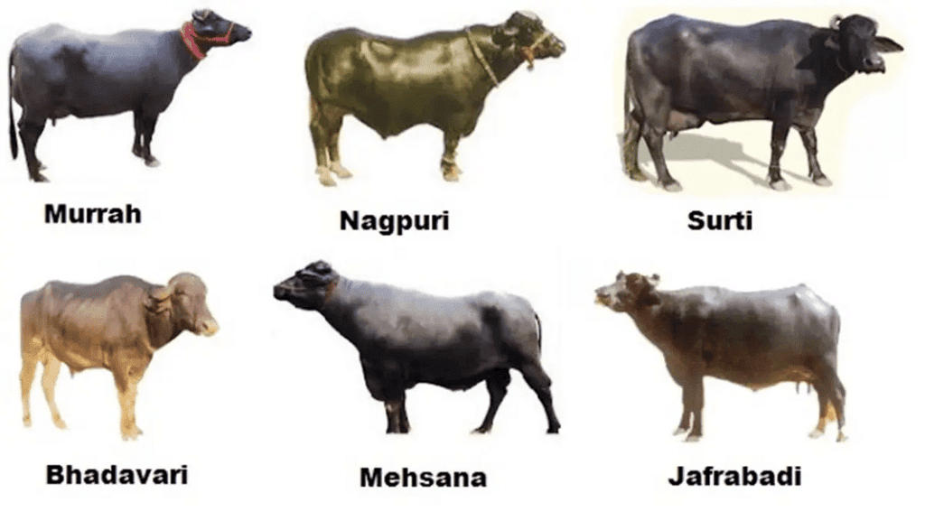 Breeds of Buffaloes
